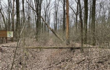 HOTEK erdő fáiról - utoljára – 2. kép