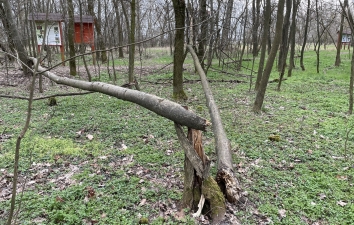 HOTEK erdő fáiról - utoljára – 4. kép