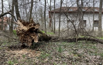 HOTEK erdő fáiról - utoljára – 7. kép
