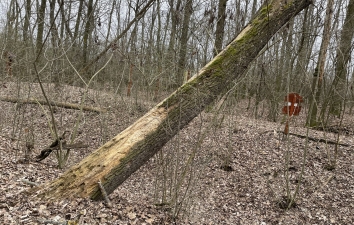 HOTEK erdő fáiról - utoljára – 11. kép