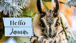 2026. januári programajánló