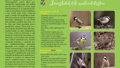 Javaslatok a téli madáretetéshez