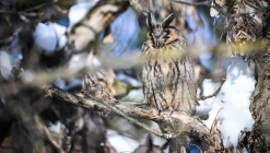 "Let's make Túrkeve great again!"