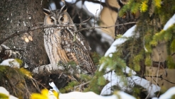 Válasz egyik hozzászóló részére baglyokról és a hótakarításról